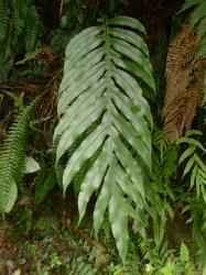 Blechnum colensoi. Pinnatifid sterile frond bearing pinnae with decurrent bases and acuminate apices.
 Image: L.R. Perrie © Te Papa CC BY-NC 3.0 NZ